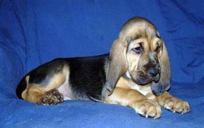 Bloodhound Puppies for Sale