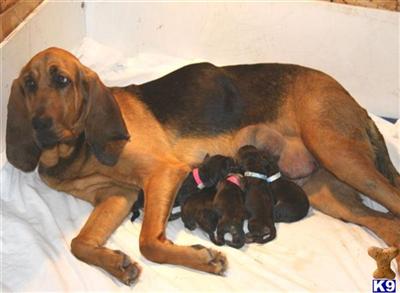 Bloodhound Puppies for Sale