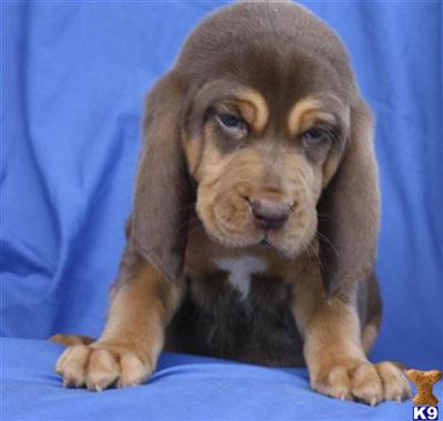 Bloodhound Puppies for Sale