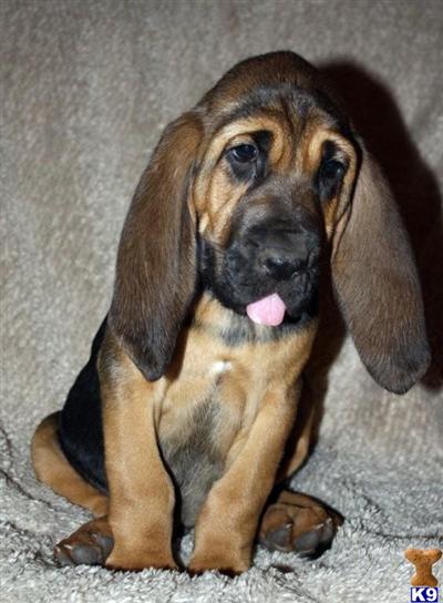 Bloodhound Puppies for Sale