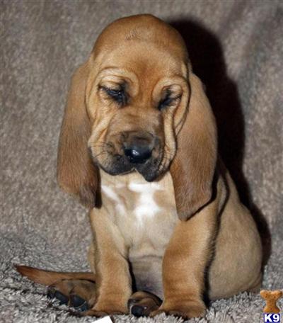 Bloodhound Puppies for Sale