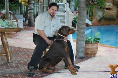 Stud Dogs - Doberman Pinscher