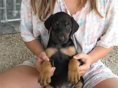 Doberman Pinscher Puppies for Sale