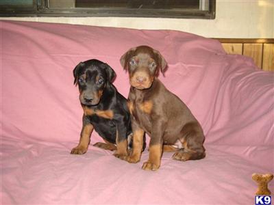 Puppies in UT