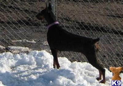 Female Dogs