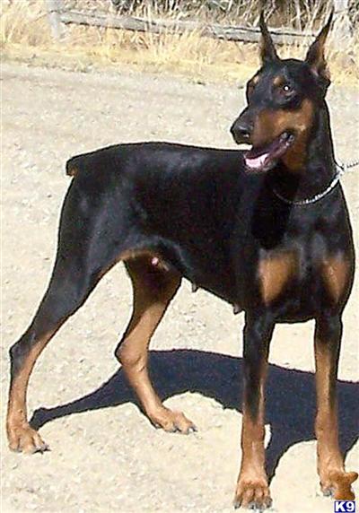 Female Dogs