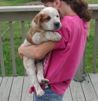 Australian Cattle Dog Puppies for Sale