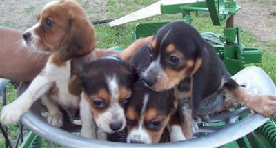 Beagle Puppies for Sale