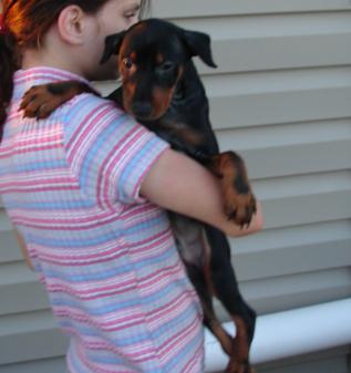 Miniature Pinscher Puppies for Sale