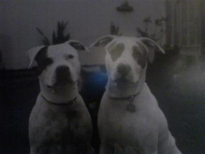 Stud Dogs - American Pit Bull