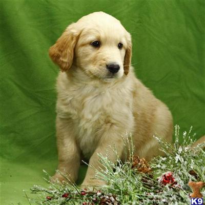 Golden Retriever Puppies for Sale