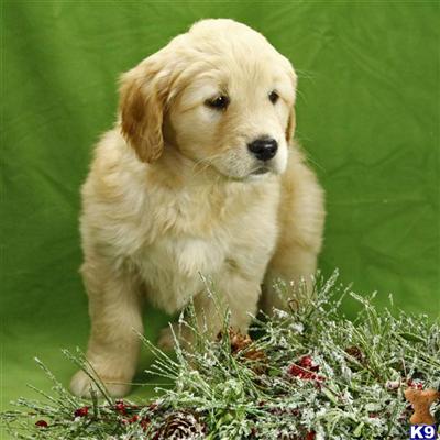 Golden Retriever Puppies for Sale
