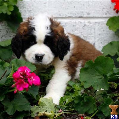 Saint Bernard Puppies for Sale