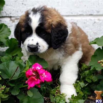 Saint Bernard Puppies for Sale