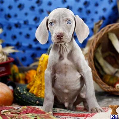 Weimaraner Puppies for Sale