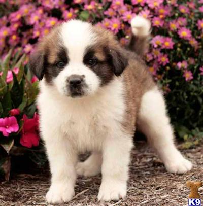 Saint Bernard Puppies for Sale