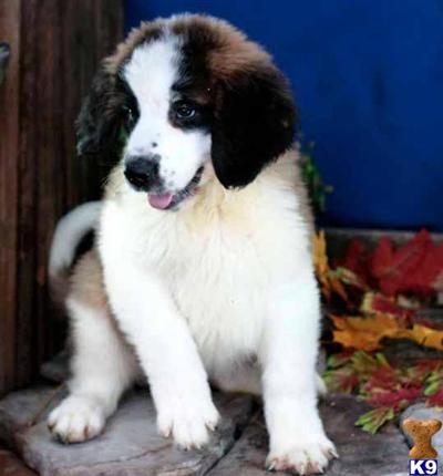 Saint Bernard Puppies for Sale