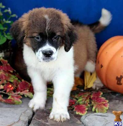 Saint Bernard Puppies for Sale