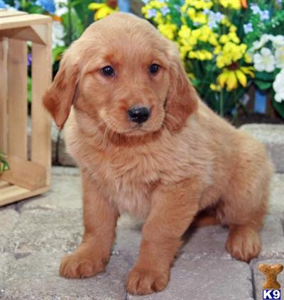 Golden Retriever Puppies for Sale