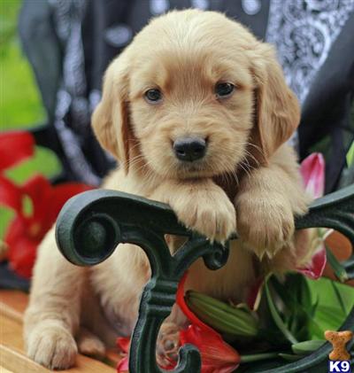 Golden Retriever Puppies for Sale
