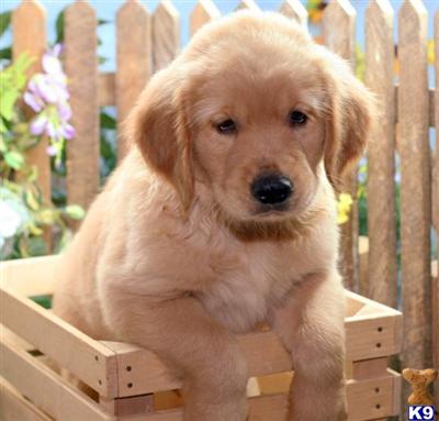 Golden Retriever Puppies for Sale