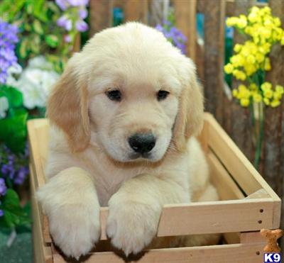 Golden Retriever Puppies for Sale