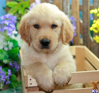 Golden Retriever Puppies for Sale