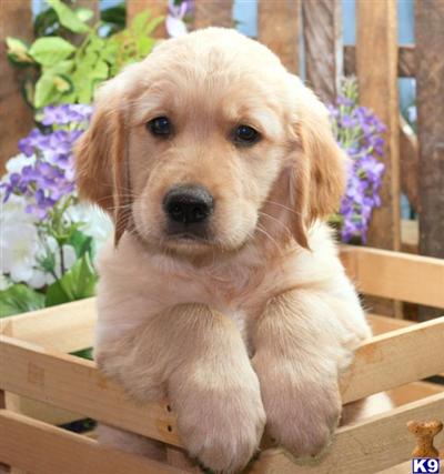 Golden Retriever Puppies for Sale