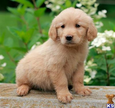 Golden Retriever Puppies for Sale