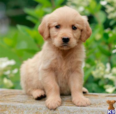 Golden Retriever Puppies for Sale