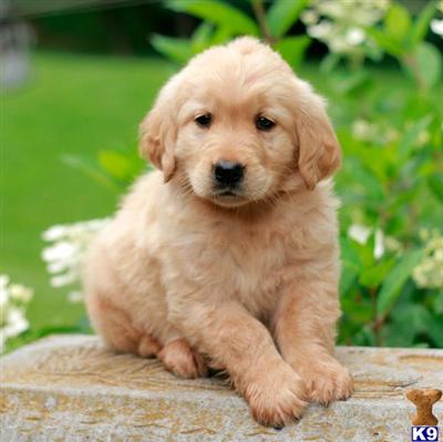 Golden Retriever Puppies for Sale