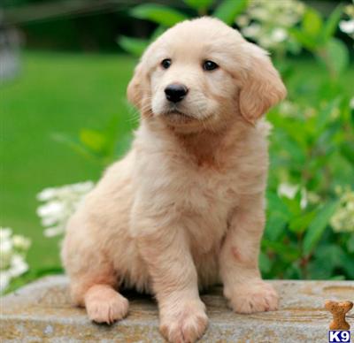 Golden Retriever Puppies for Sale