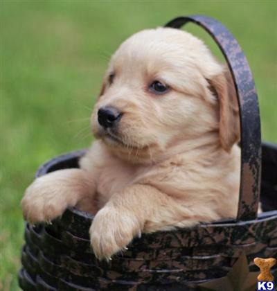 Golden Retriever Puppies for Sale