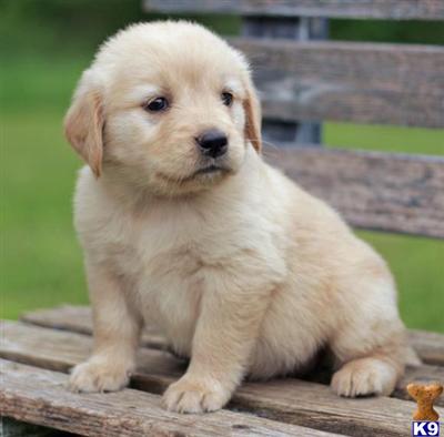 Golden Retriever Puppies for Sale