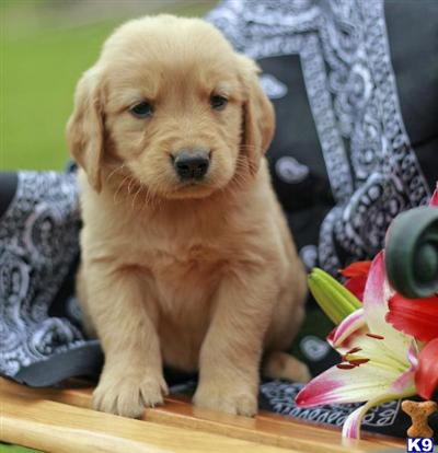 Golden Retriever Puppies for Sale
