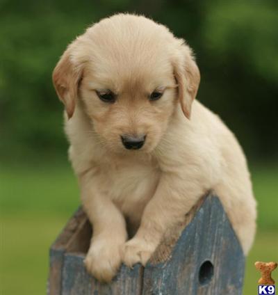 Golden Retriever Puppies for Sale