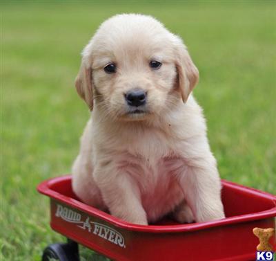 Golden Retriever Puppies for Sale