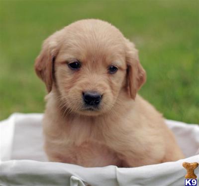 Golden Retriever Puppies for Sale