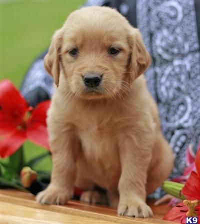 Golden Retriever Puppies for Sale