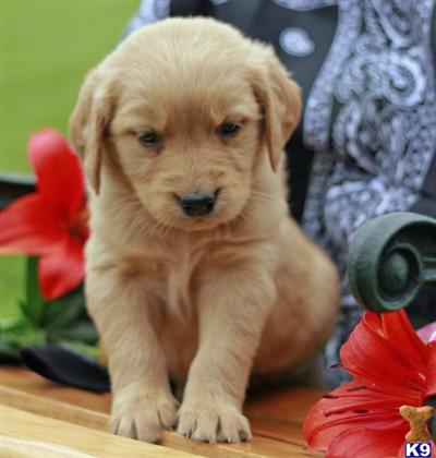 Golden Retriever Puppies for Sale