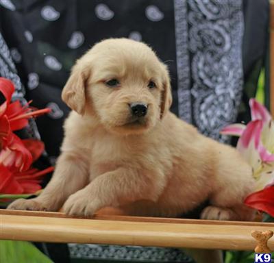 Golden Retriever Puppies for Sale