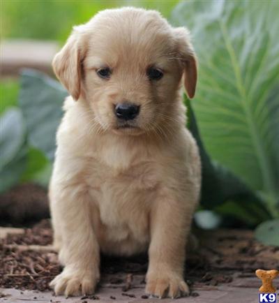 Golden Retriever Puppies for Sale