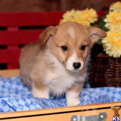Pembroke Welsh Corgi Puppies for Sale