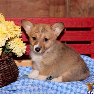 Pembroke Welsh Corgi Puppies for Sale