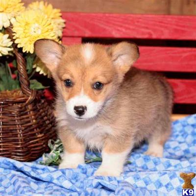 Pembroke Welsh Corgi Puppies for Sale
