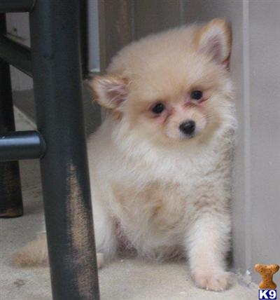 Pomeranian Puppies for Sale