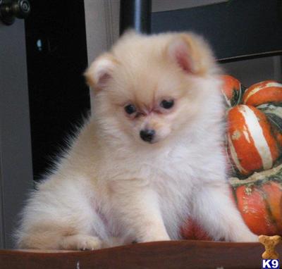 Pomeranian Puppies for Sale