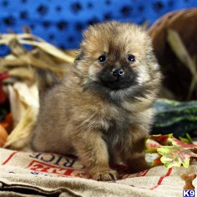 Pomeranian Puppies for Sale