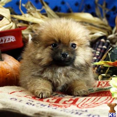 Pomeranian Puppies for Sale