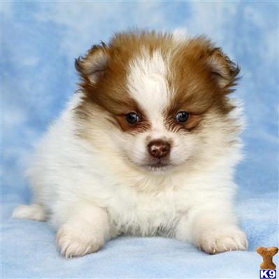 Pomeranian Puppies for Sale